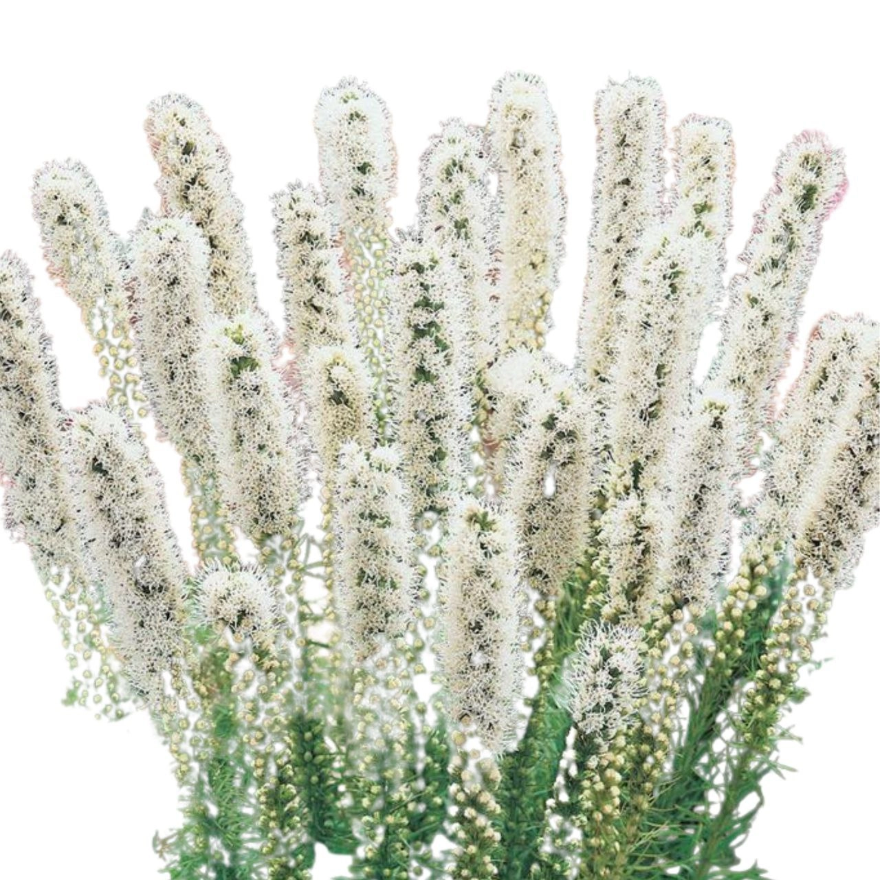 Liatris alba