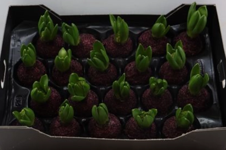 Wax hyacinth glitter topline kerst rood