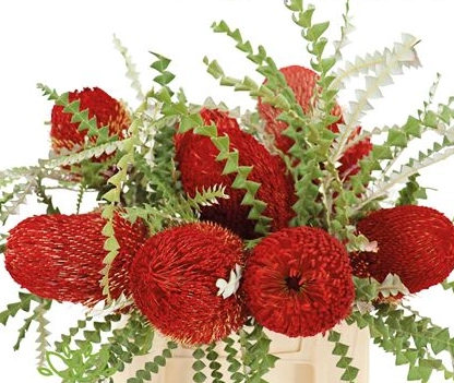 Banksia red