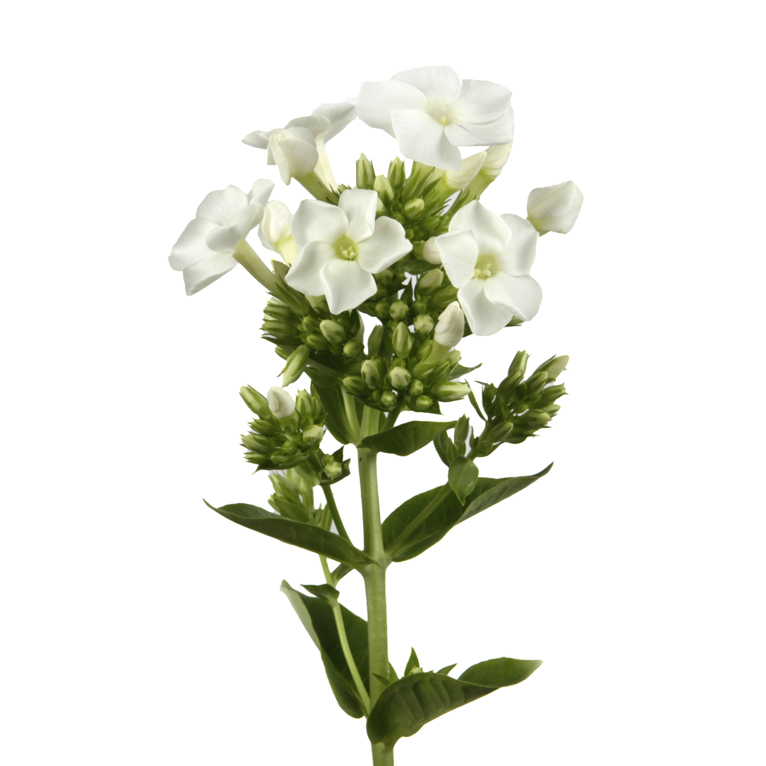 Phlox icecap
