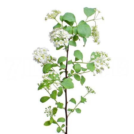 Spiraea snowmound