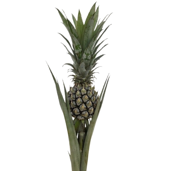 Ananas
