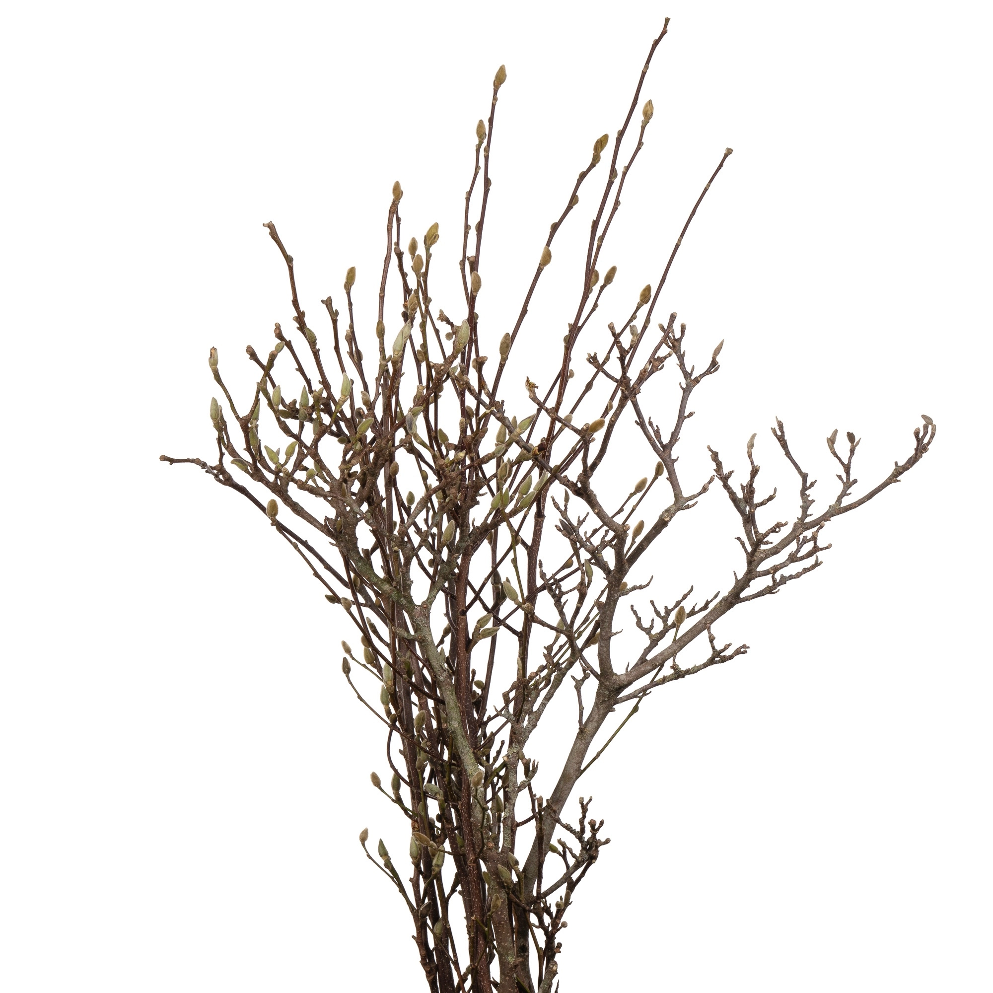 Branch Magnolia grandiflora