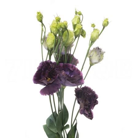 Eustoma double rosanne black pearl