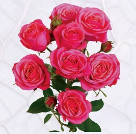 Rose spray mon amour | Wholesale flowers, plants and supplies Rose spray mon amour