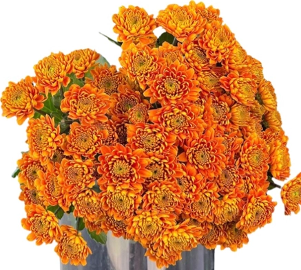 Chrysanthemum santini orange jonny