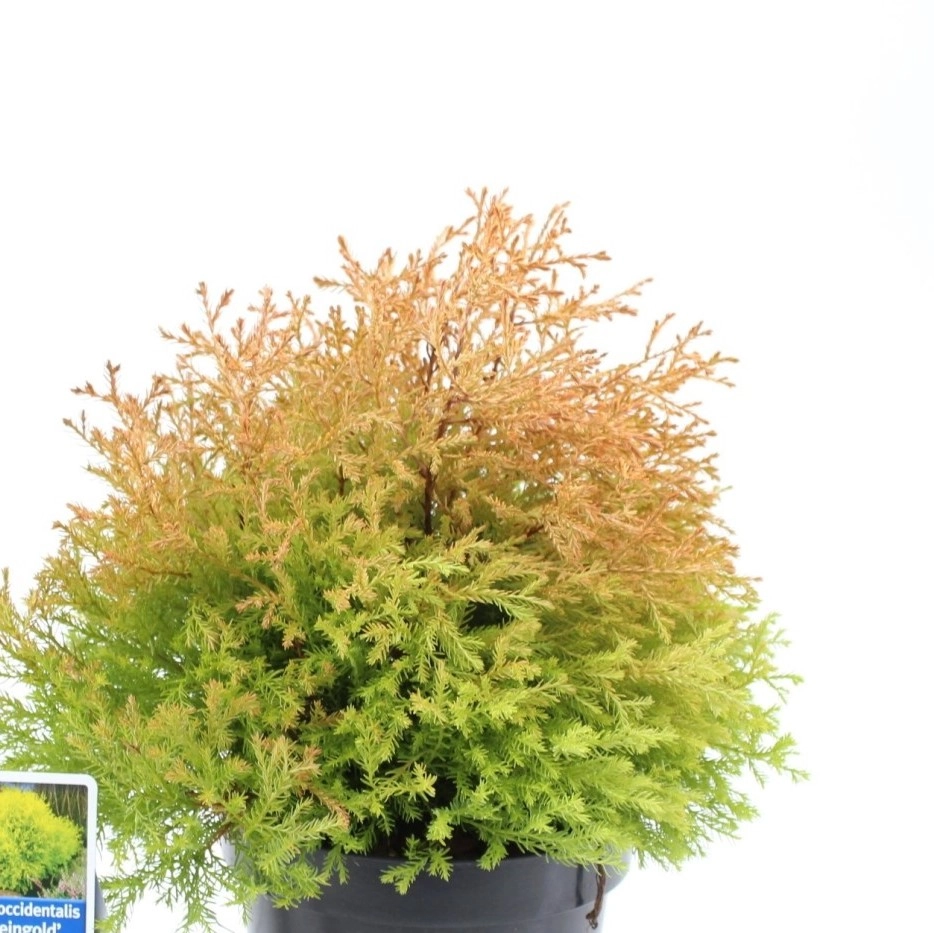 Seagrass baskets D42xH17, D34xH15, D26xH12 cm, 3 pcs