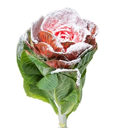 Brassica tinted snow red green