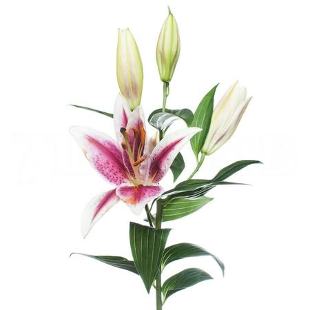 Lilium oriental calvados