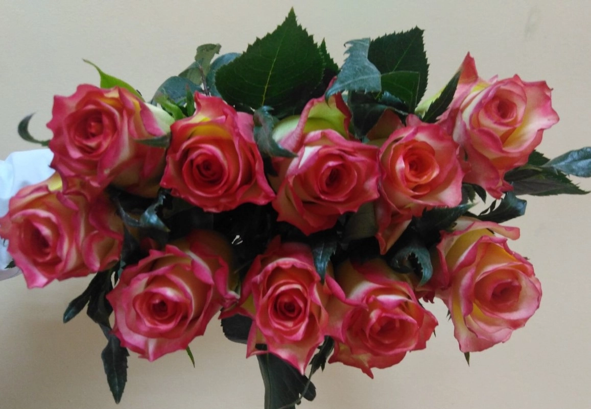 Rose fire flame