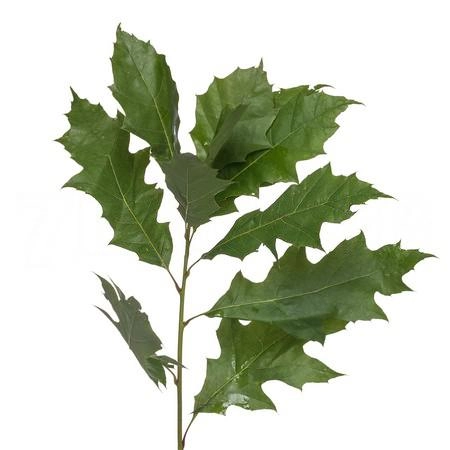 Blad Quercus rubra