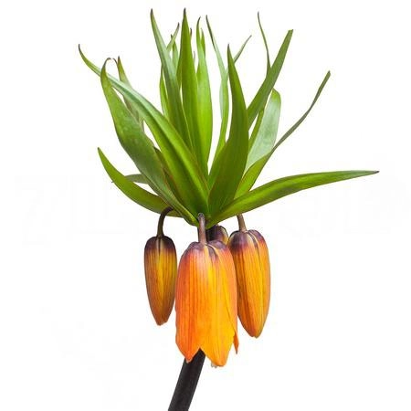 Fritillaria garland star