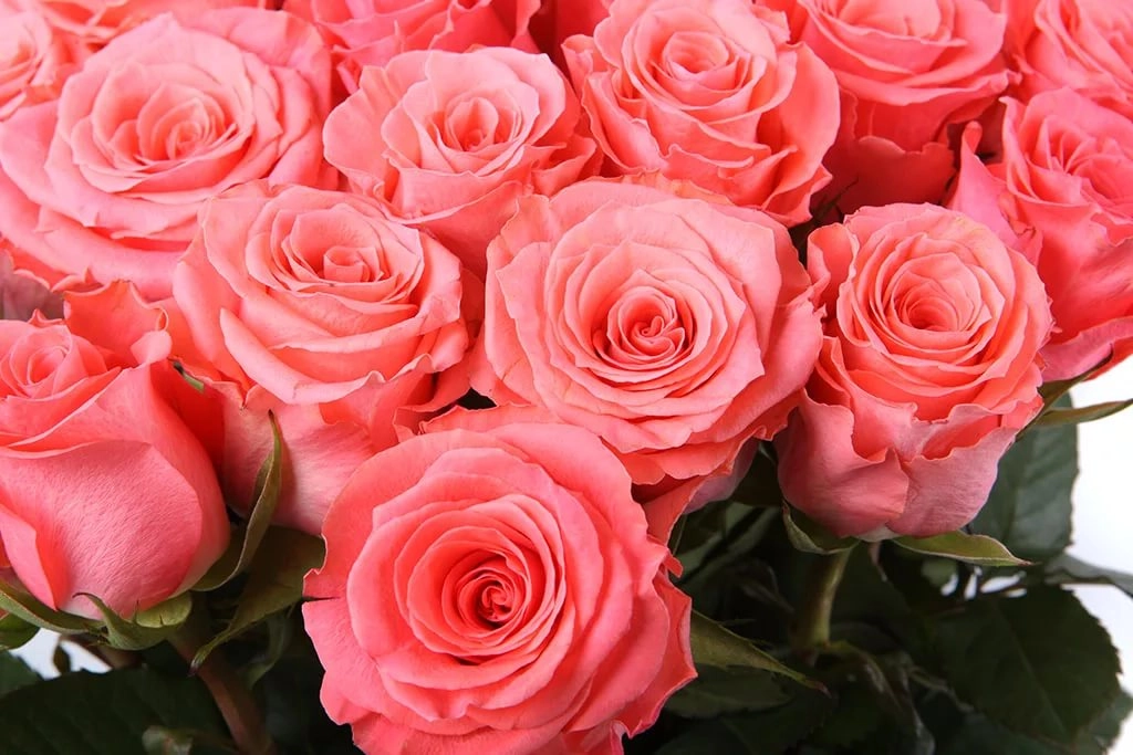 Rose amsterdam