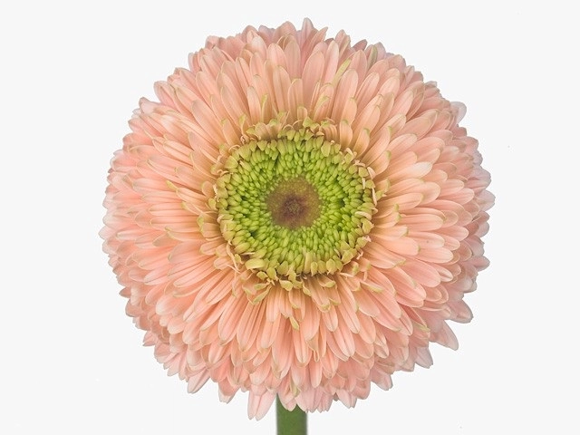 Gerbera gerrondo terra himalia | Wholesale flowers, plants and supplies Gerbera gerrondo terra himalia