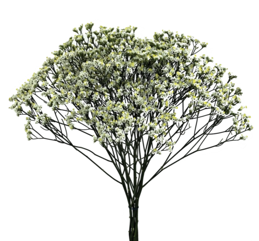 Limonium sensy pina colada white