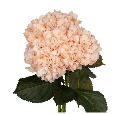 Hydrangea premium coral peach | Wholesale flowers, plants and supplies Hydrangea premium coral peach