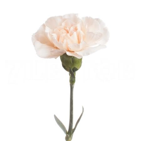 Carnation lizzy | Wholesale flowers, plants and supplies Carnation lizzy