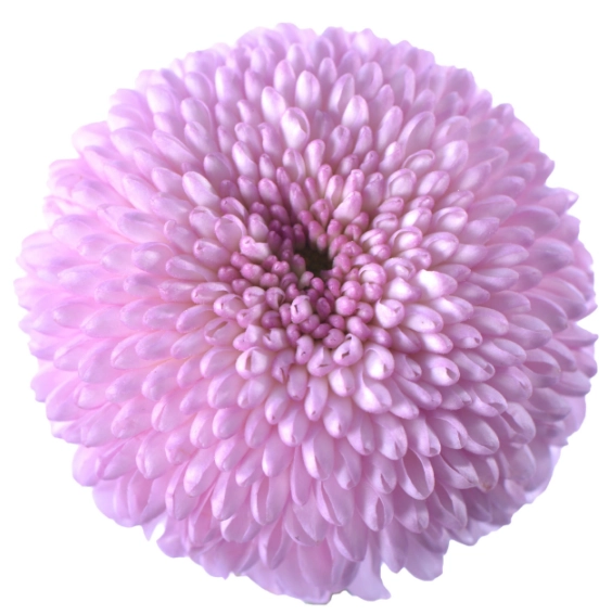Chrysanthemum single ping pong premium pink | Wholesale flowers, plants and supplies Chrysanthemum single ping pong premium pink