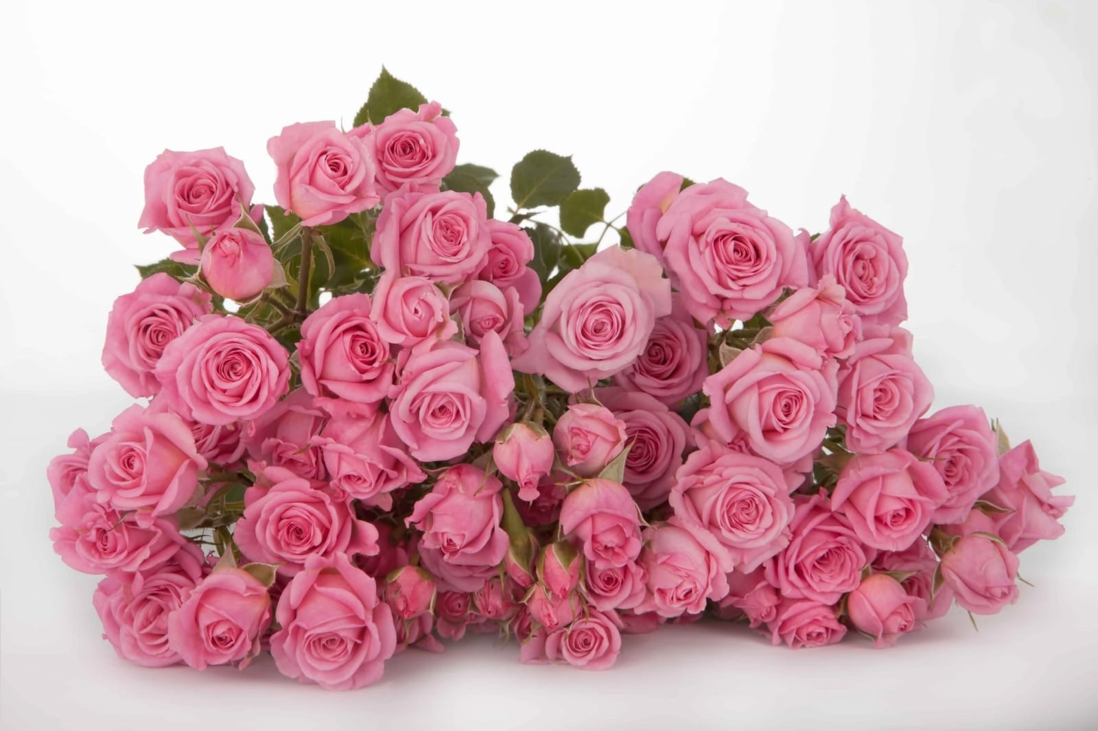 Rose spray nathalie | Wholesale flowers, plants and supplies Rose spray nathalie
