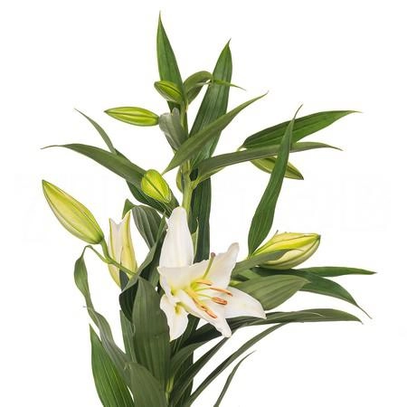 Lilium oriental crystal blanca