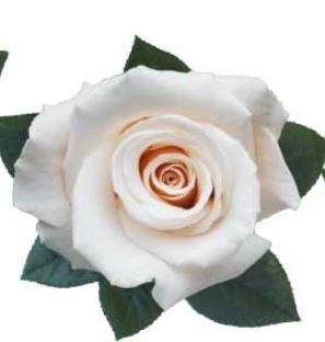 Rose champagne | Wholesale flowers, plants and supplies Rose champagne