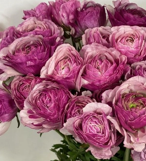 Ranunculus asiaticus ronchamp