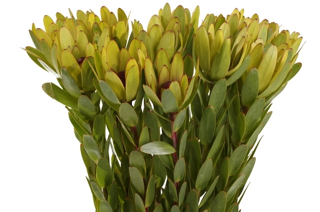 Leucadendron ulka
