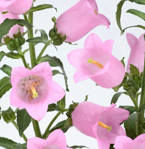 Campanula pink | Wholesale flowers, plants and supplies Campanula pink