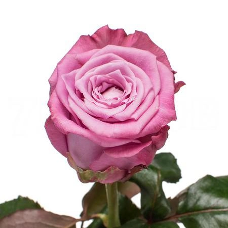 Rose maritima