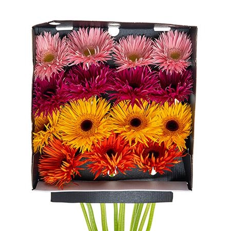 Gerbera spider mix
