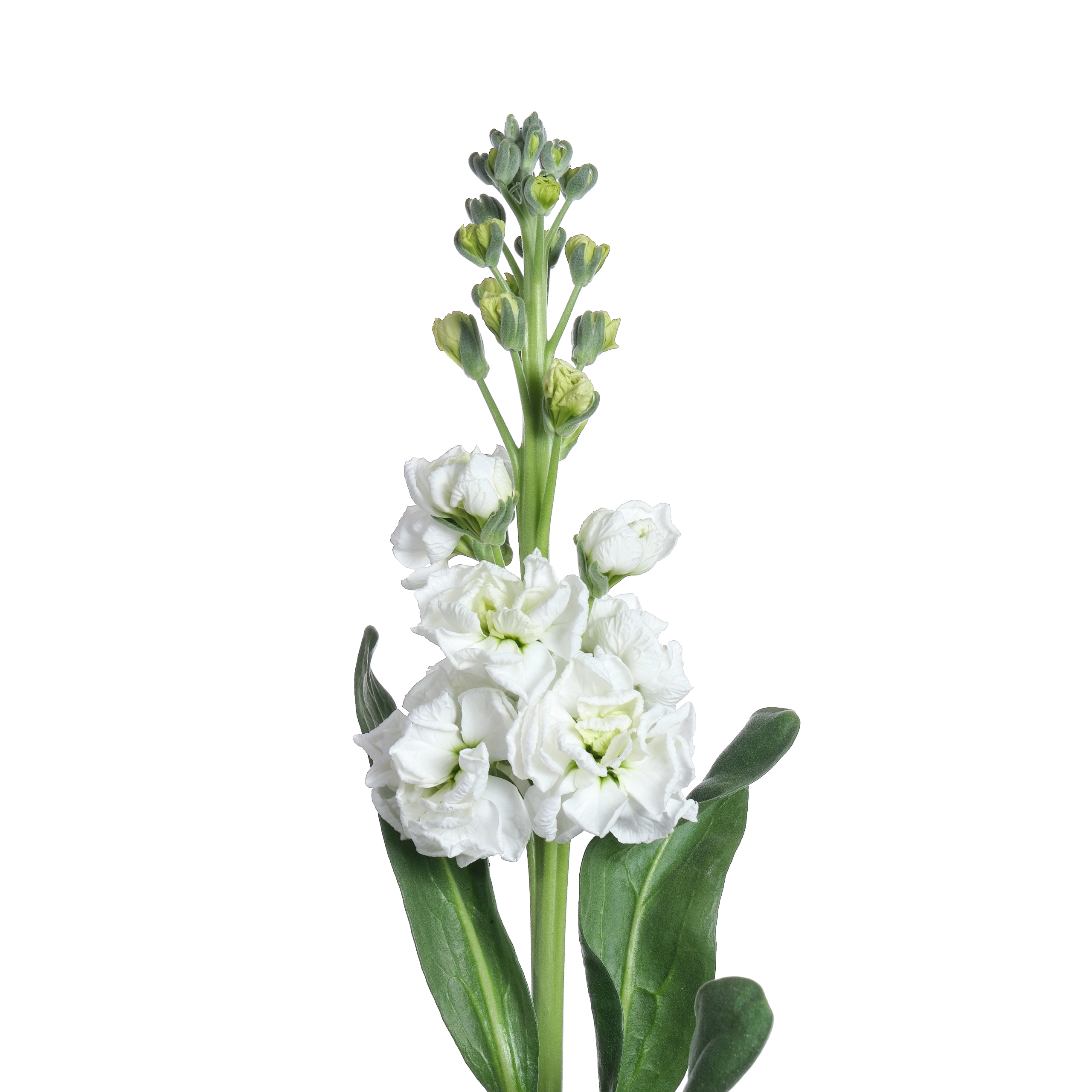 Matthiola white | Wholesale flowers, plants and supplies Matthiola white