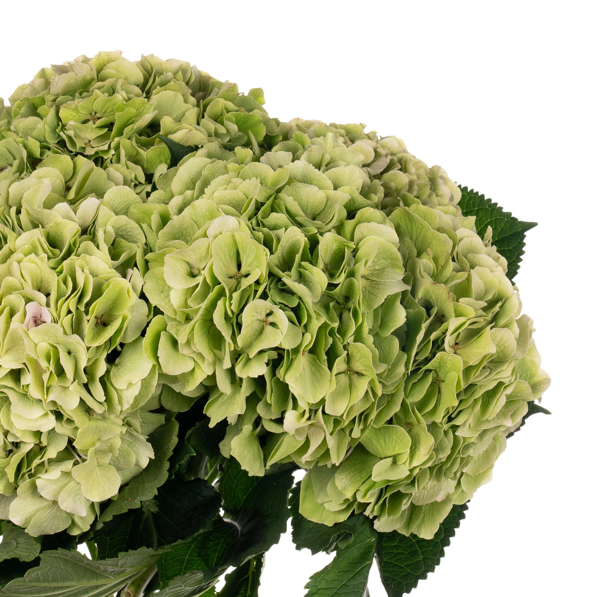 Hydrangea verena classic green