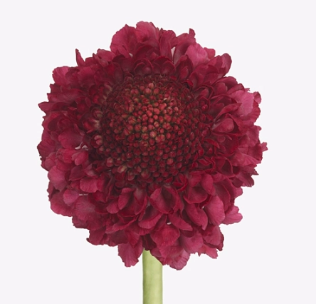 Scabiosa dark cherry | Wholesale flowers, plants and supplies Scabiosa dark cherry