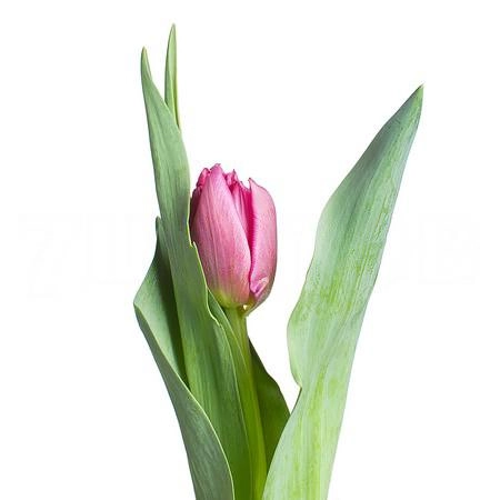 Tulip double cognac | Wholesale flowers, plants and supplies Tulip double cognac