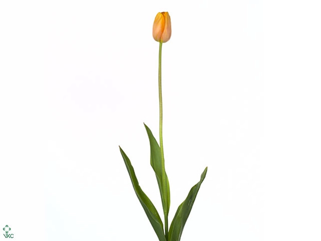 Tulip fringed dordogne