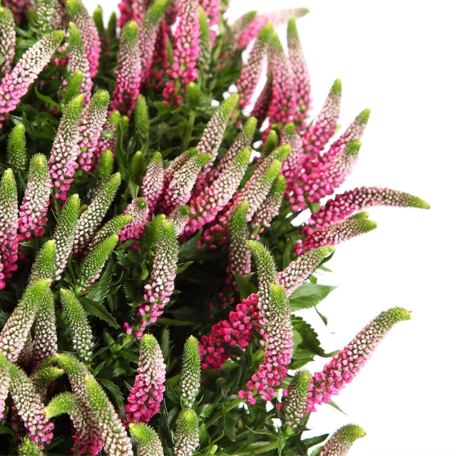Veronica spray smart iselle