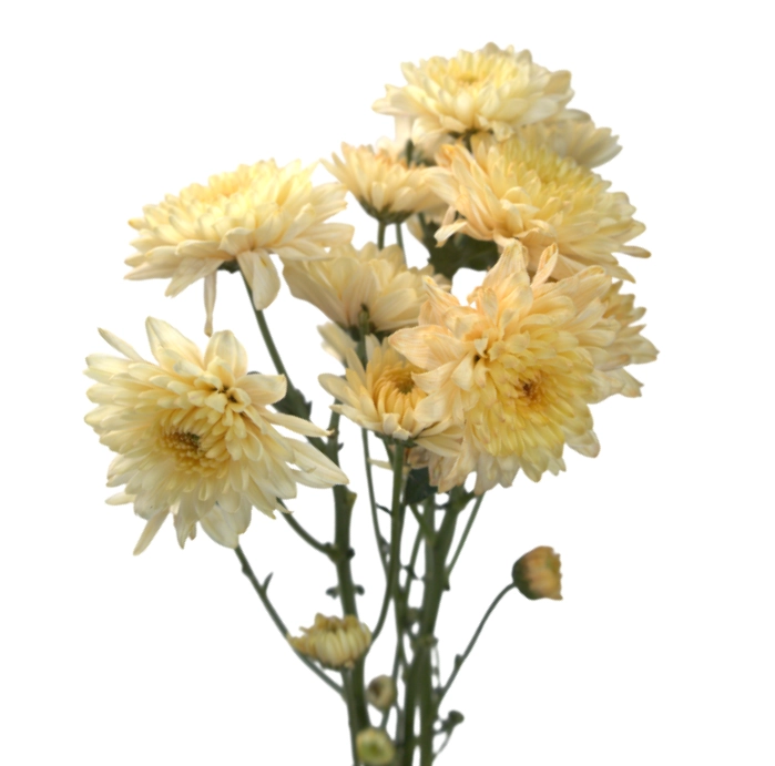 Chrysanthemum tinted spray pastel peach