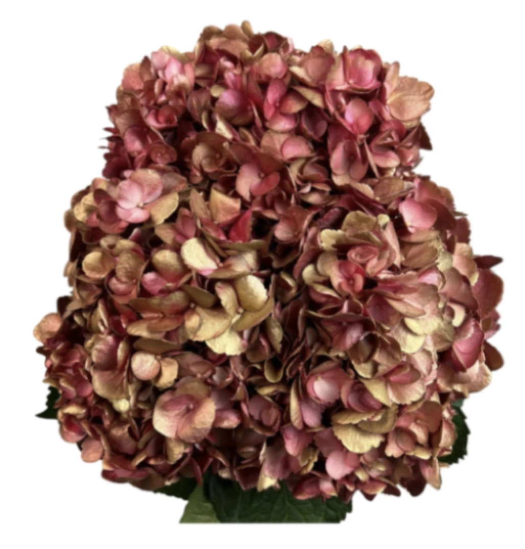 Hydrangea jumbo golden flame