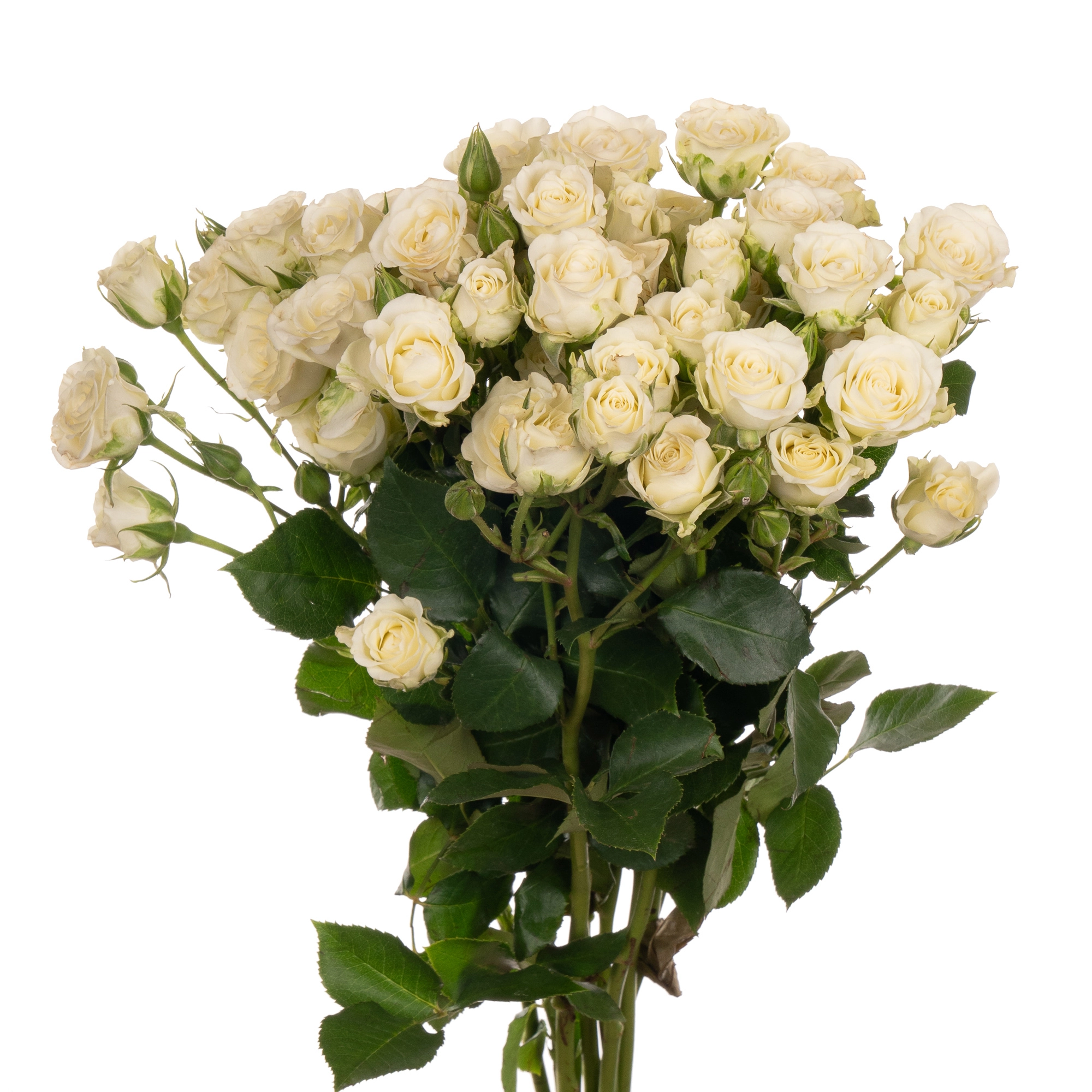 Rose spray snowflake | Wholesale flowers, plants and supplies Rose spray snowflake