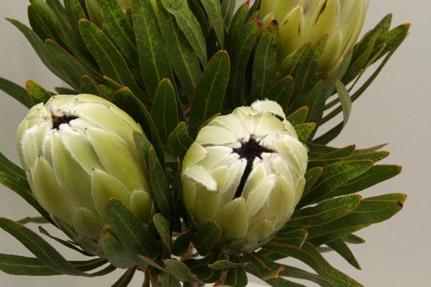 Protea white pride