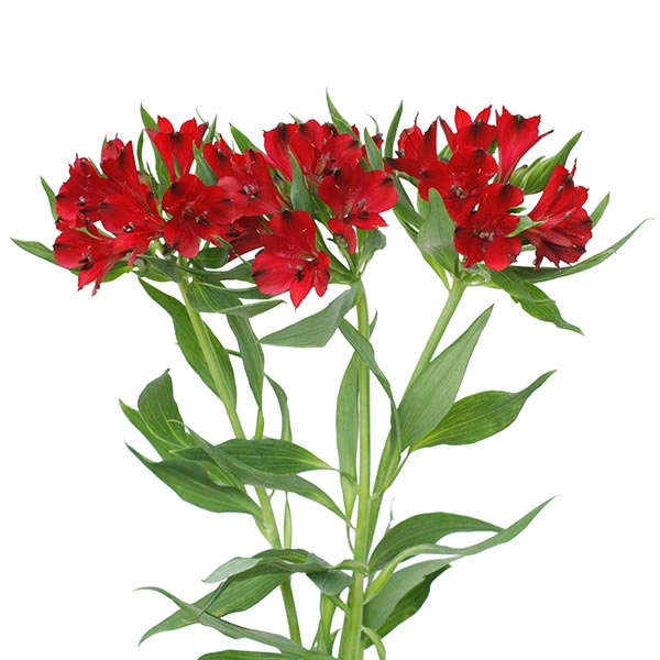 Alstroemeria red | Wholesale flowers, plants and supplies Alstroemeria red