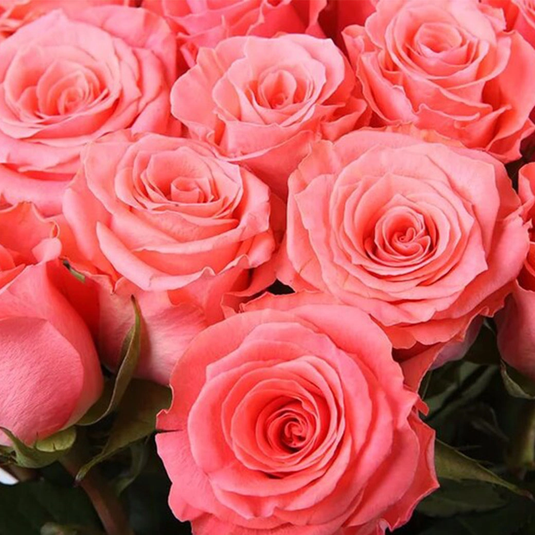 Rose amsterdam
