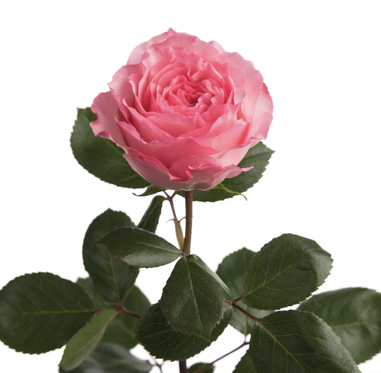 Rose myras pink