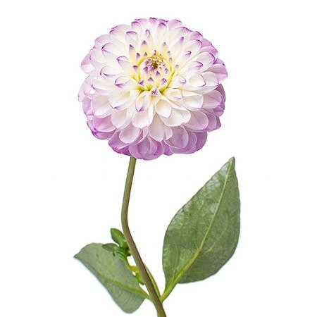 Dahlia genova