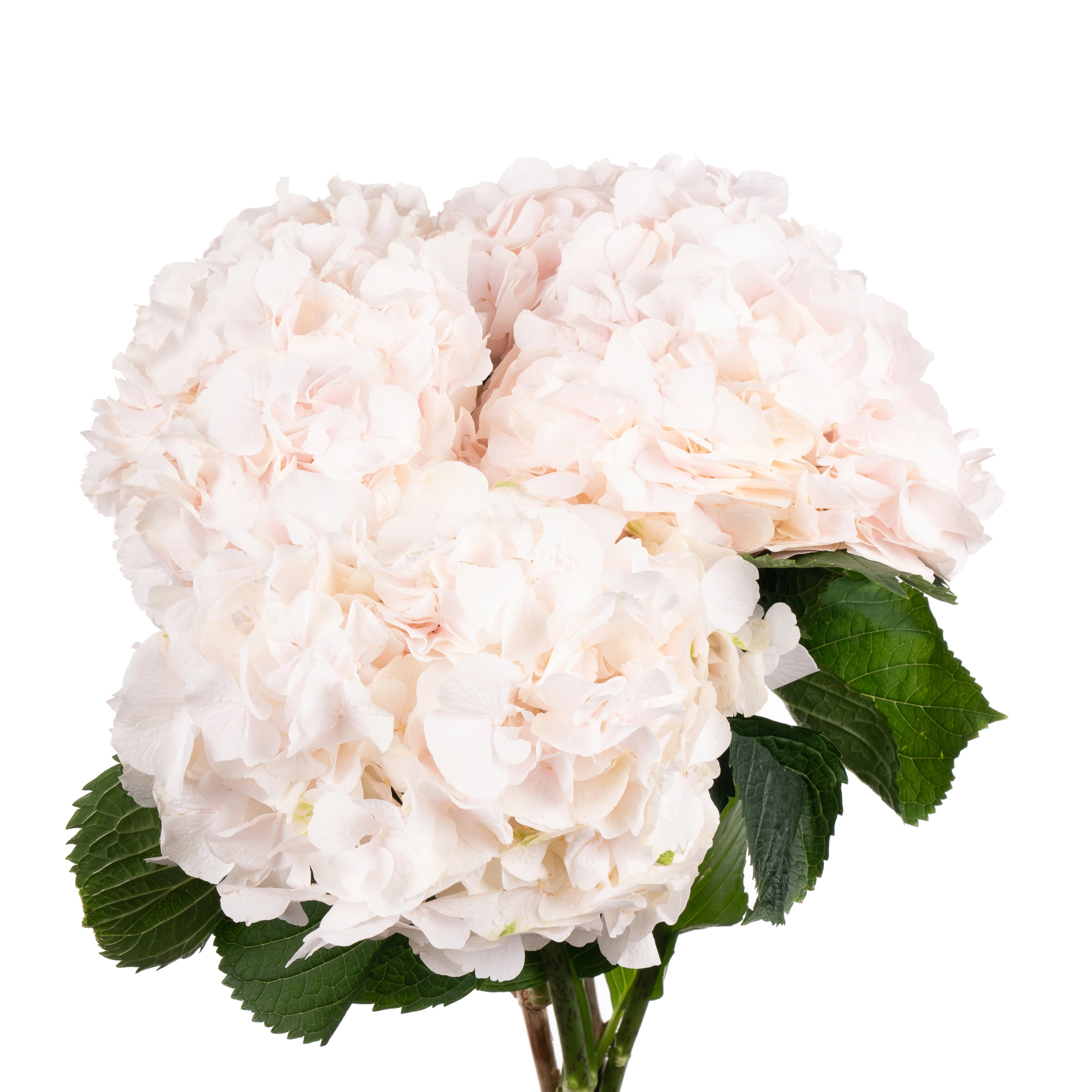 Hydrangea sweet verena