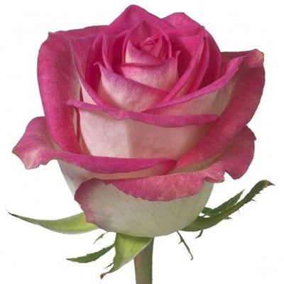 Rose double date | Wholesale flowers, plants and supplies Rose double date