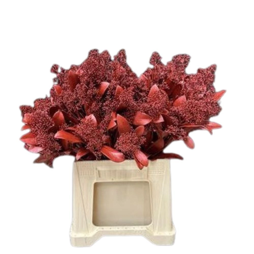 Skimmia vrf metallic red