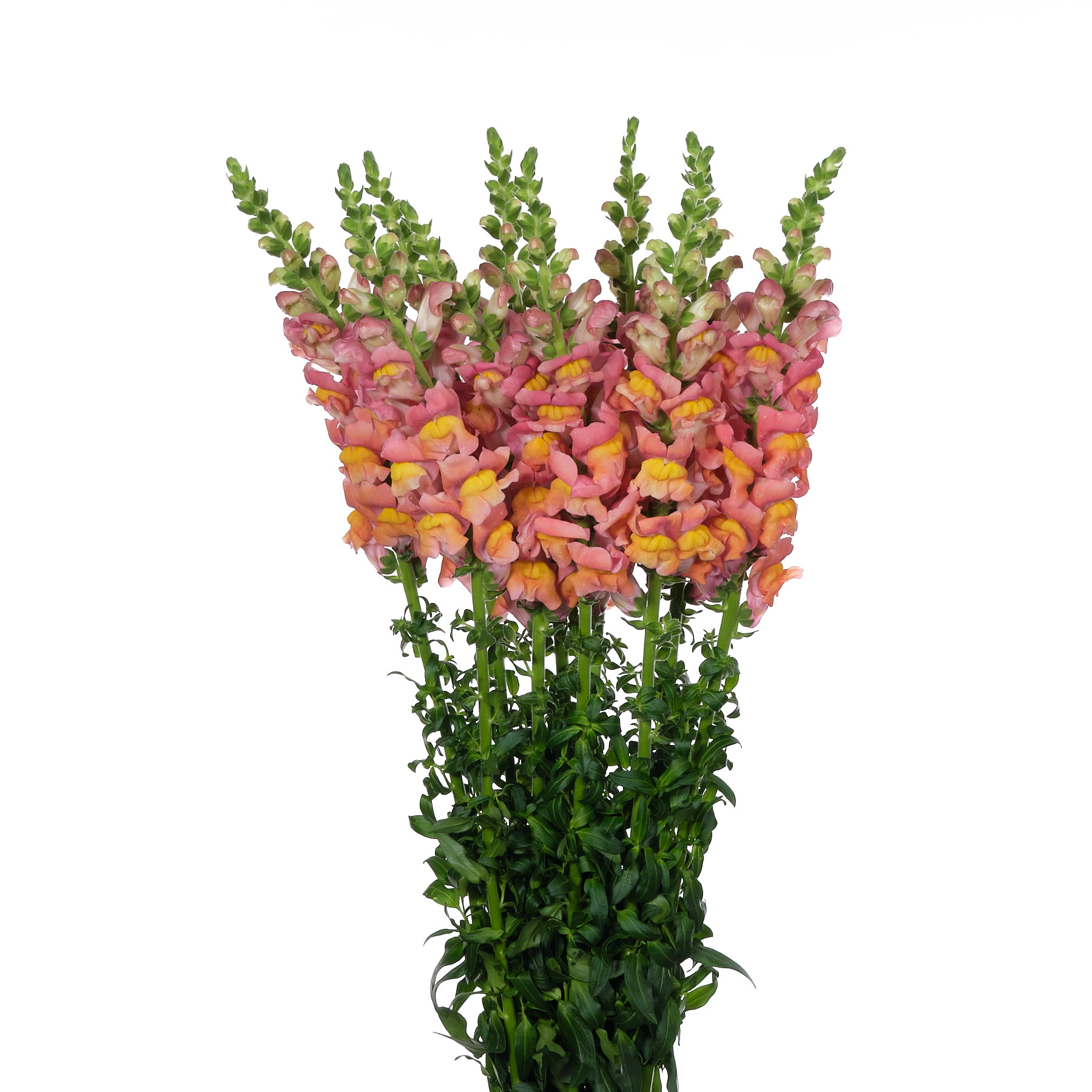 Antirrhinum potomac orange