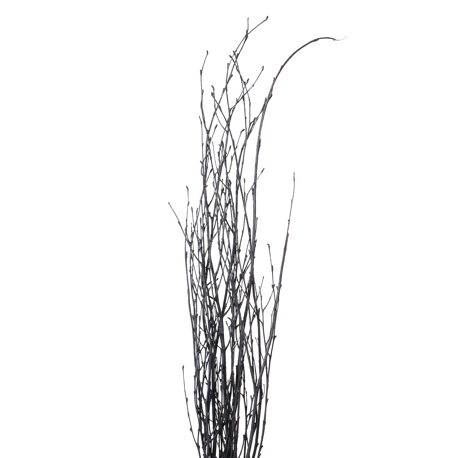 Branch Betula vrf black