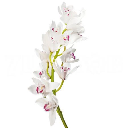 Cymbidium silver white